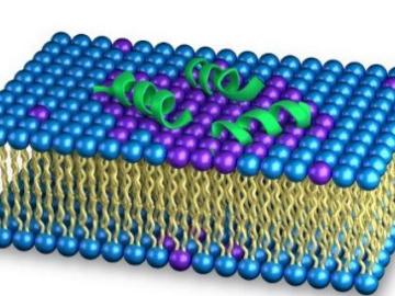Neutron scattering allowed direct observation of how aurein induces lateral segregation in the bacteria membranes, which creates instability in the membrane structure. This instability causes the membranes to fail, making harmful bacteria less effective.