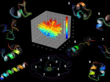 Molecular dynamics simulations of the Fs-peptide revealed the presence of at least eight distinct intermediate stages during the process of protein folding. The image depicts a fully folded helix (1), various transitional forms (2–8), and one misfolded state (9). By studying these protein folding pathways, scientists hope to identify underlying factors that affect human health.