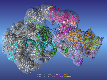 The researchers used the new model to accurately identify clusters of gene mutations (spheres), which helped them study the emergence of various genetic diseases. Image credit: Ivaylo Ivanov, Georgia State University.