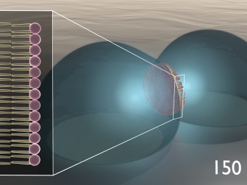 Bio-circuitry mimics synapses and neurons 