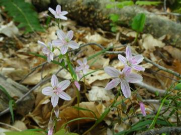 Short-leafed spring beauties are among the Oak Ridge Reservation flora than can be spotted on this season’s Nature Walks. Photo: Trent Jett