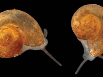 Researchers discovered the Tennessee cavesnail, Antrorbis tennesseensis, in caves near Oak Ridge National Laboratory. The snail measures in at less than 2 millimeters long. Credit: Nathaniel Shoobs and Matthew Niemiller  