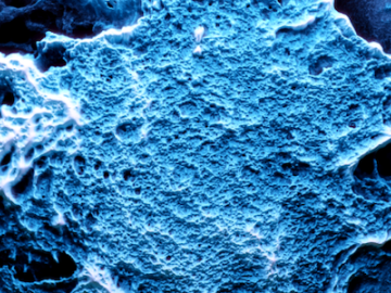 Field emission scanning electron microscopy reveals the microstructure of the porous activated carbon that can confine hydrogen at the nanoscale. Credit: Joaquin Silvestre-Albero