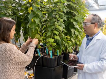 Researchers Melissa Cregger, left, and Xiaohan Yang examine plants in an ORNL greenhouse where biosensors are installed to accelerate plant transformations. Credit: Genevieve Martin/ORNL, U.S. Dept. of Energy.