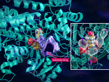 Neutron experiments helped reveal the one-carbon enzymatic mechanism that synthesizes vital food sources for cancer cells that depend on vitamin B6, providing key insights into designing novel drugs to slow the spread of aggressive cancers. Credit: Jill Hemman/ORNL, U.S. Dept. of Energy
