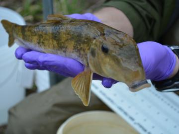 Fish being measured during stream collection