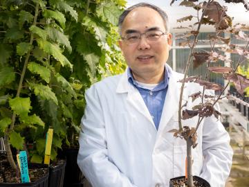 Xiaohan Yang is using his expertise in synthetic biology and capabilities like the Advanced Plant Phenotyping Laboratory at Oak Ridge National Laboratory to accelerate the development of drought-tolerant, fast-growing bioenergy crops suited for conversion into clean jet fuels. Credit: Genevieve Martin/ORNL, U.S. Dept. of Energy