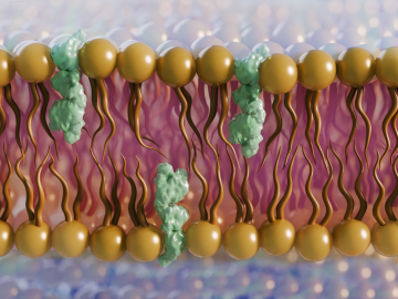 Scientists used neutrons to study the role of ergosterol (green), a cholesterol-like lipid found in the lipid bilayer (yellow) of fungi, which could help in combatting fungal infections that each year cause almost 1.7 million fatalities globally. 