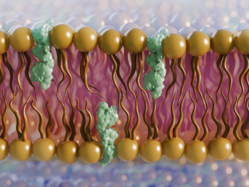 Scientists used neutrons to study the role of ergosterol (green), a cholesterol-like lipid found in the lipid bilayer (yellow) of fungi, which could help in combatting fungal infections that each year cause almost 1.7 million fatalities globally.
