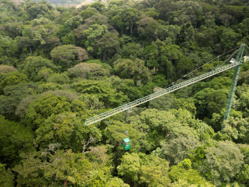 forest under study in Panama