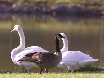 Swans and goose