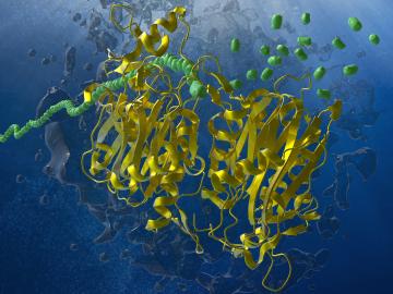 Colorful scientific illustration of an enzyme. A complex yellow ribbon structure represents the enzyme's folded protein chains, while green molecular shapes interact with the enzyme's active site. A twisted green strand on the left indicates a substrate or cofactor. Surrounding the enzyme are abstract blue water molecules and bubbles.