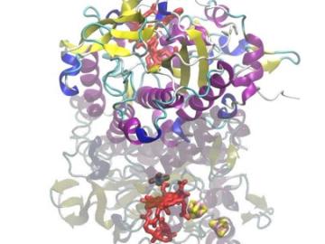 A bacterial species known as Desulfitobacterium hafniense uses unsubstituted purine to form purinyl-cobamide, a “helper molecule” required to enzymatically break down environmental toxins. Credit: Frank Löffler/Oak Ridge National Laboratory, U.S. Dept. of