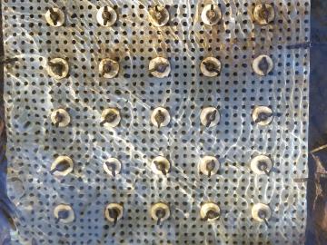 Over time, algae biofilms accumulated on glass washers affixed to a plastic pegboard submerged in East Fork Poplar Creek in Oak Ridge, Tenn. ORNL researchers further analyzed the samples in the laboratory to determine the production of methylmercury. 