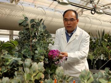 ORNL’s Xiaohan Yang led a team who identified a common set of genes that enable different drought-resistant plants to survive in semi-arid conditions. This finding could play a significant role in bioengineering energy crops tolerant to water deficits. Cr