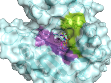 The hCA II active site is flanked by hydrophilic (violet) and hydrophobic (green) binding pockets that can be used to design specific drugs targeting cancer-associated hCAs. Five clinical drugs are shown superimposed in the hCA II active site The hCA II active site is flanked by hydrophilic (violet) and hydrophobic (green) binding pockets that can be used to design specific drugs targeting cancer-associated hCAs. Five clinical drugs are shown superimposed in the hCA II active site