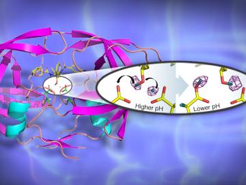 A 3D structure of the HIV-1 protease in cartoon representation with bound clinical drug darunavir (shown as sticks). A 3D structure of the HIV-1 protease in cartoon representation with bound clinical drug darunavir (shown as sticks).