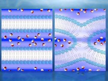 Illustration of neutron diffraction data showing water distribution (red and white molecules) near lipid bilayers prior to fusion (left) and during fusion. 
