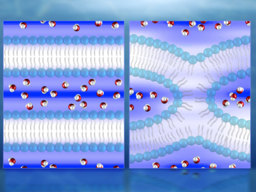 Illustration of neutron diffraction data showing water distribution (red and white molecules) near lipid bilayers prior to fusion (left) and during fusion. Illustration of neutron diffraction data showing water distribution (red and white molecules) near lipid bilayers prior to fusion (left) and during fusion.