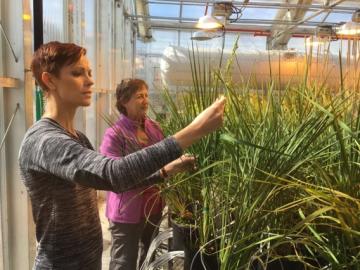 Oak Ridge National Laboratory researchers Sara Jawdy (left) and Lee Gunter evaluate the growth of rice plants carrying a genetic mechanism that reduces lignin and increases flavonoids. Oak Ridge National Laboratory researchers Sara Jawdy (left) and Lee Gunter evaluate the growth of rice plants carrying a genetic mechanism that reduces lignin and increases flavonoids.