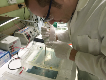 Andrew King loads a gel with amplified gene fragments to detect the presence of mercury methylation genes in samples from East Fork Poplar Creek in Oak Ridge.