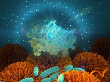 Bacteria containing enzymes called beta-lactamases, illustrated by the light blue cluster, break down antibiotics and allow bacterial infections to develop and spread through human cells (orange). A team from ORNL’s Neutron Sciences Directorate is using n