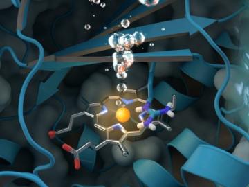 Chlorite dismutase - Journal cover art reprinted with permission from ACS Catalysis, vol. 7, issue 11, November 3, 2017. Further permissions related to the material excerpted should be directed to the ACS. Chlorite dismutase - Journal cover art reprinted with permission from ACS Catalysis, vol. 7, issue 11, November 3, 2017. Further permissions related to the material excerpted should be directed to the ACS.