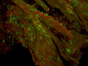 The microbe Clostridium thermocellum (stained green), seen growing on a piece of poplar biomass, is among several microorganisms recently evaluated in a BioEnergy Science Center comparative study. Image by Jennifer Morrell-Falvey, Oak Ridge National Labor The microbe Clostridium thermocellum (stained green), seen growing on a piece of poplar biomass, is among several microorganisms recently evaluated in a BioEnergy Science Center comparative study. Image by Jennifer Morrell-Falvey, Oak Ridge National Labor