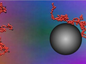 Depicted at left, small nanoparticles stick to segments of polymer chain that are about the same size as the nanoparticles themselves; these interactions produce a polymer nanocomposite that is easier to process because nanoparticles move fast, quickly ma Depicted at left, small nanoparticles stick to segments of polymer chain that are about the same size as the nanoparticles themselves; these interactions produce a polymer nanocomposite that is easier to process because nanoparticles move fast, quickly ma