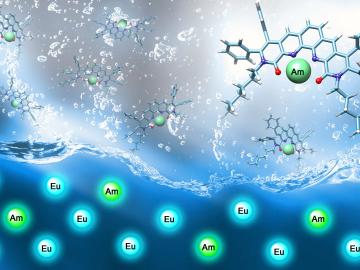 A tetradentate ligand selects americium (Am, depicted by green spheres) over europium (Eu, blue spheres). Red indicates oxygen atoms and purple, nitrogen atoms that are the key to the ligand’s selectivity. Image credit: Oak Ridge National Laboratory, U.S. A tetradentate ligand selects americium (Am, depicted by green spheres) over europium (Eu, blue spheres). Red indicates oxygen atoms and purple, nitrogen atoms that are the key to the ligand’s selectivity. Image credit: Oak Ridge National Laboratory, U.S.