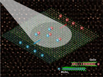 Light drives the migration of charge carriers (electrons and holes) at the juncture between semiconductors with mismatched crystal lattices. These heterostructures hold promise for advancing optoelectronics and exploring new physics. Light drives the migration of charge carriers (electrons and holes) at the juncture between semiconductors with mismatched crystal lattices. These heterostructures hold promise for advancing optoelectronics and exploring new physics.