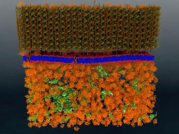 Neutron scattering is a valuable technique for studying cell membranes Neutron scattering is a valuable technique for studying cell membranes