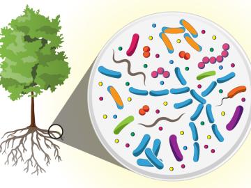 Researchers with the Department of Energy’s Oak Ridge National Laboratory have discovered that communities of microbes living in and around poplar tree roots are ten times more diverse than the human microbiome Researchers with the Department of Energy’s Oak Ridge National Laboratory have discovered that communities of microbes living in and around poplar tree roots are ten times more diverse than the human microbiome