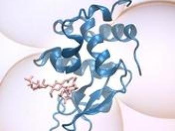 Lysozyme (shown in blue) -- a natural enzyme found in tears, saliva and egg whites -- can break down bacterial cell walls (shown in pink). ORNL researchers have combined computational simulation and neutron experiments to clarify the complicated motions o Lysozyme (shown in blue) -- a natural enzyme found in tears, saliva and egg whites -- can break down bacterial cell walls (shown in pink). ORNL researchers have combined computational simulation and neutron experiments to clarify the complicated motions o