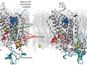 An illustration of the dopamine transporter in its outward- (left) and inward-opening (right) state. Note that the inward opening has brought about an outward closing and change in the number of water molecules (blue and pink spheres) inside and outside t An illustration of the dopamine transporter in its outward- (left) and inward-opening (right) state. Note that the inward opening has brought about an outward closing and change in the number of water molecules (blue, pink spheres) inside and outside the