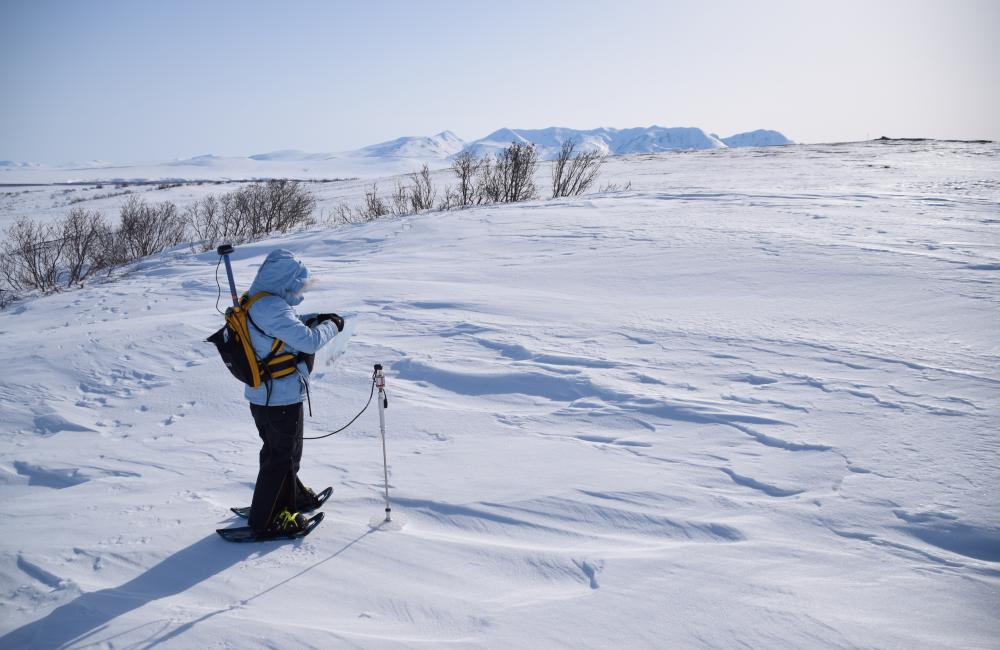 A researcher measures snow depth at the Kougarok field site.