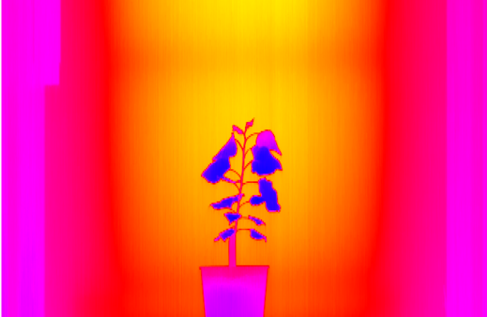Thermal IR plant image