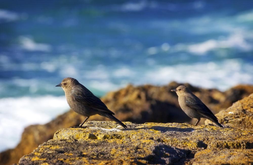 Birds on coastline