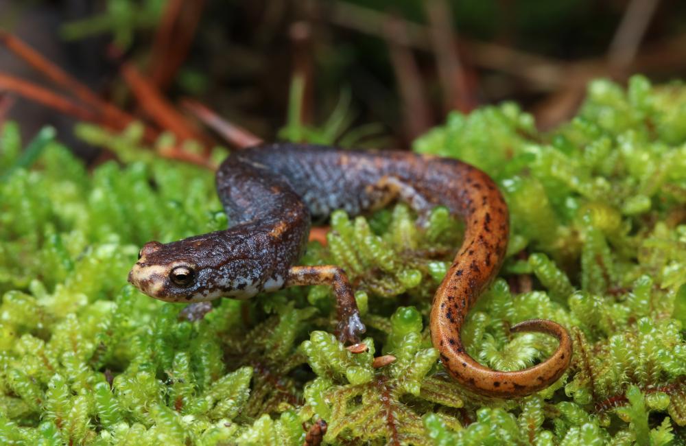 a four-toed salamander sitting on a patch of moss
