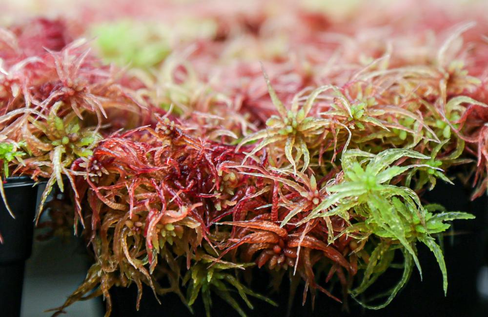 What's the Difference Between Spagmoss and Peat Moss? The Environment -  Besgrow - At the Root of Healthier Plants