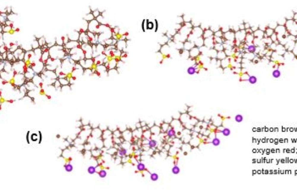 Snapshots of a polyzwitterion chain 