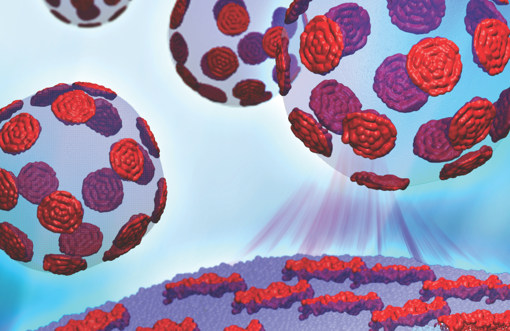 The Cheng research team is working to understand how different nanoscopic domains in lipids’ bilayers regulate the mechanical properties of proteins passing in and out of the cell.  (Image by Barmak Mostofian, John Nickels and Renee Manning)