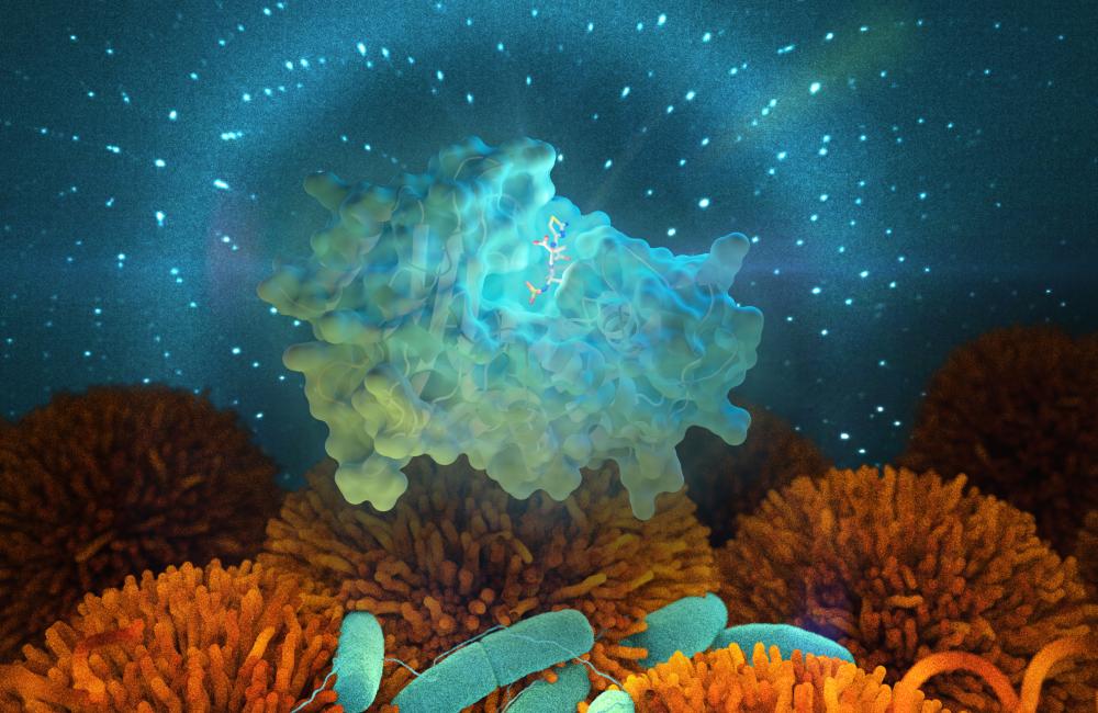 Bacteria containing enzymes called beta-lactamases, illustrated by the light blue cluster, break down antibiotics and allow bacterial infections to develop and spread through human cells (orange). A team from ORNL’s Neutron Sciences Directorate is using n