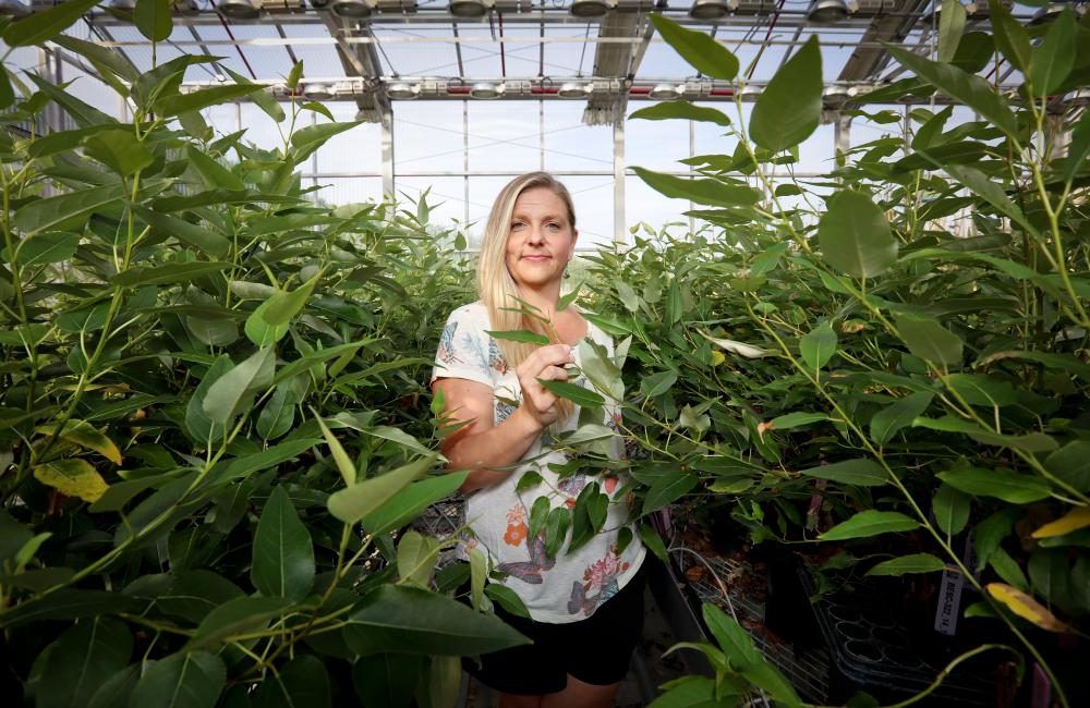 Mindy Clark with a crop of more than 5,000 Populus plants in an ORNL greenhouse.