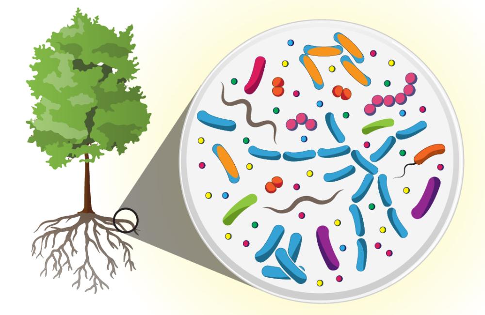 Researchers with the Department of Energy’s Oak Ridge National Laboratory have discovered that communities of microbes living in and around poplar tree roots are ten times more diverse than the human microbiome