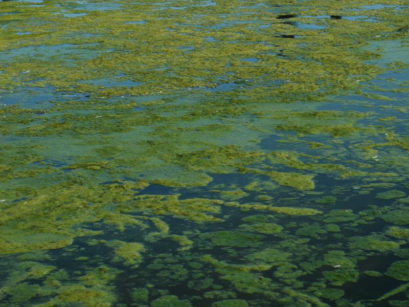 algae floating on water