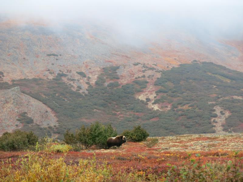 A musk ox standing at the base of a hill slope under lifting fog.